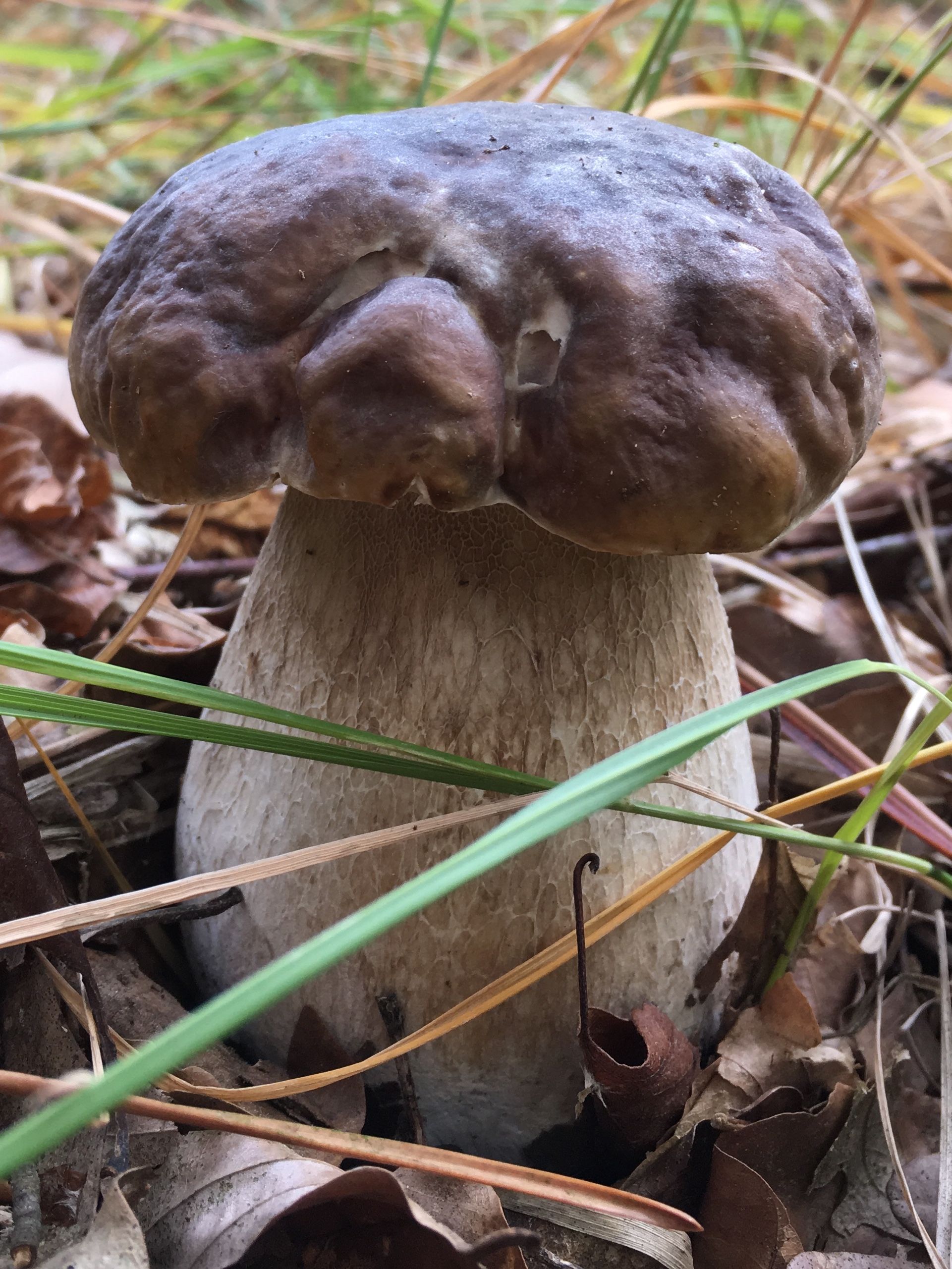 Сентябрюхи грибы