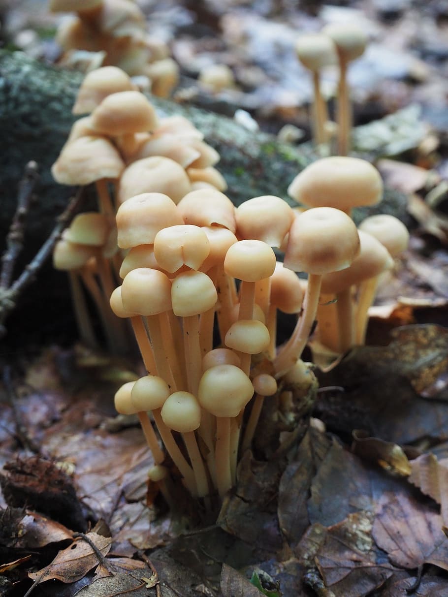 Тоненькие грибы
