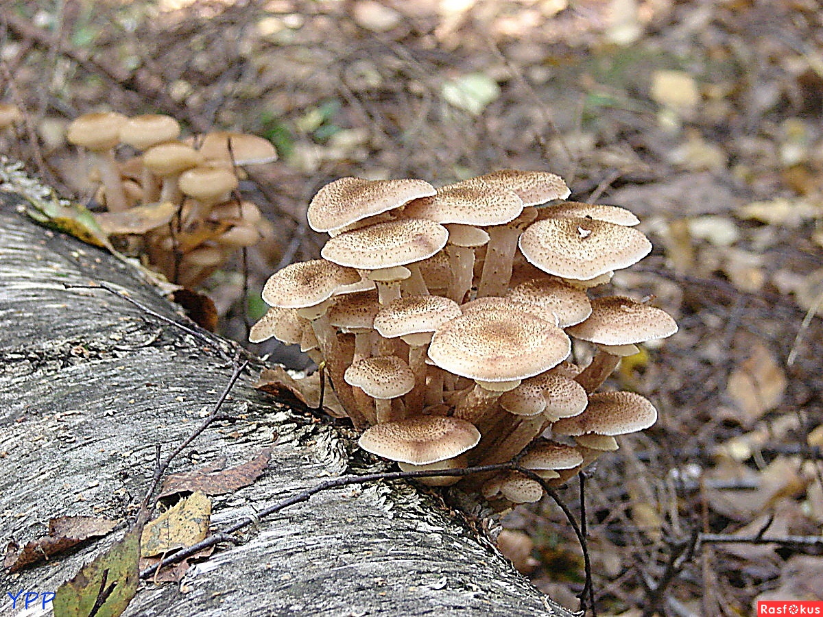 опята грибы на березе фото