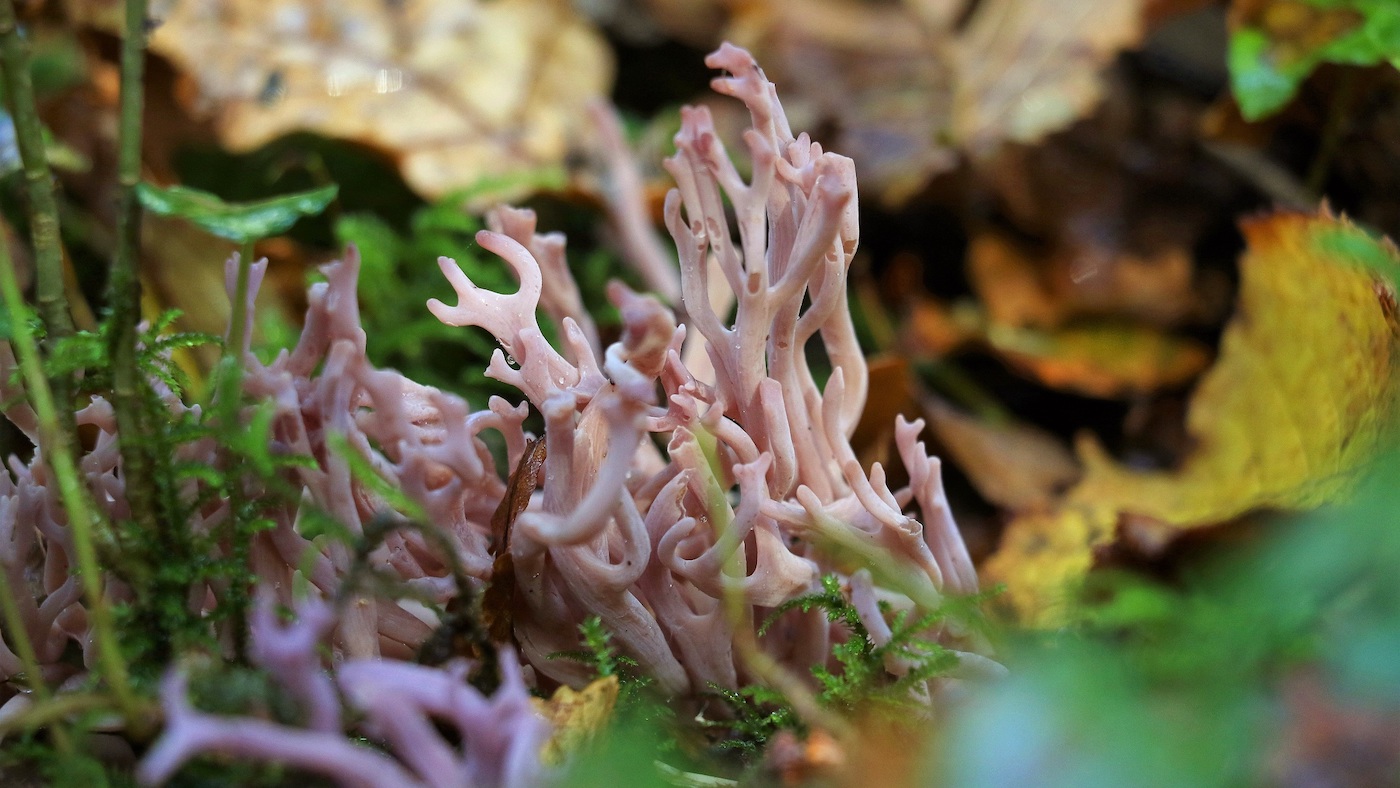 грибы в виде кораллов фото и название