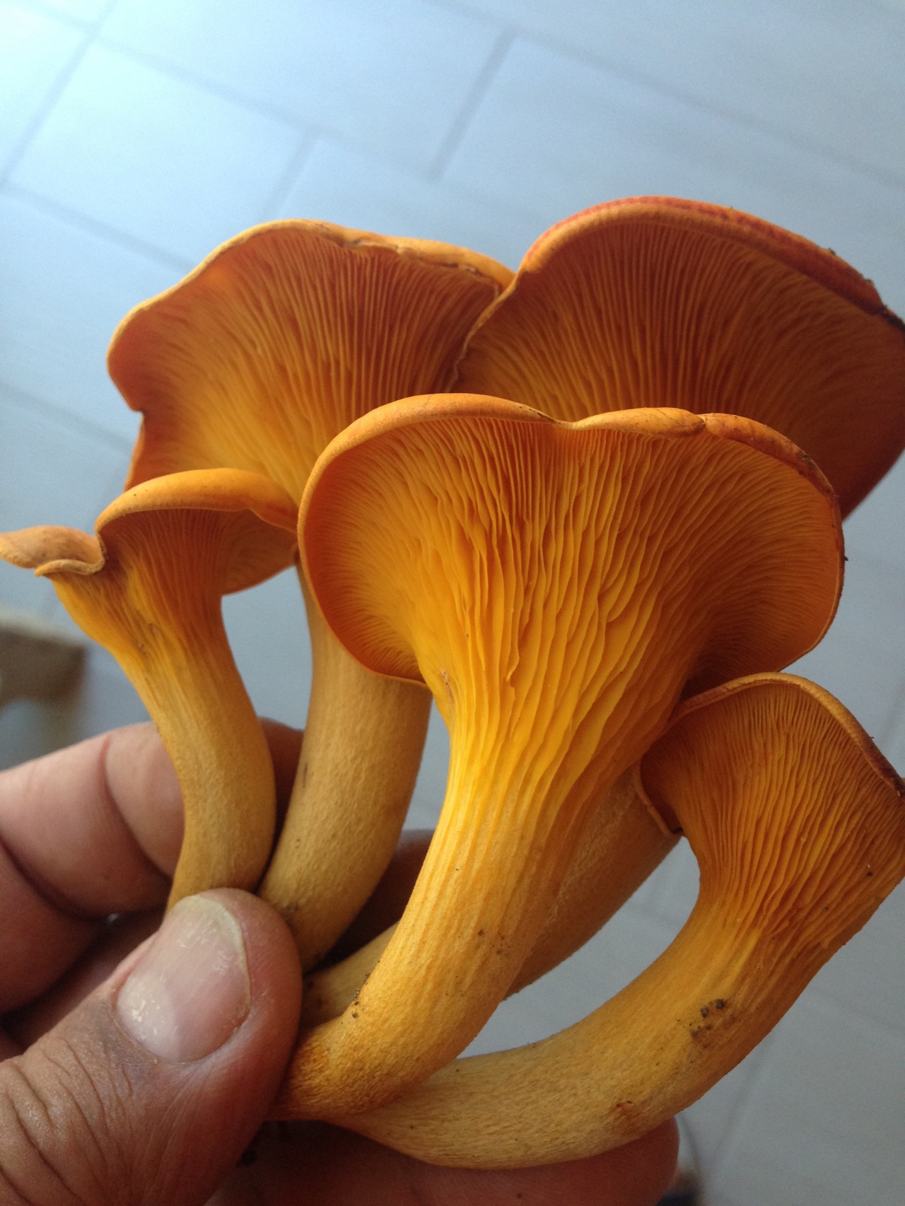 Olearius гриб
