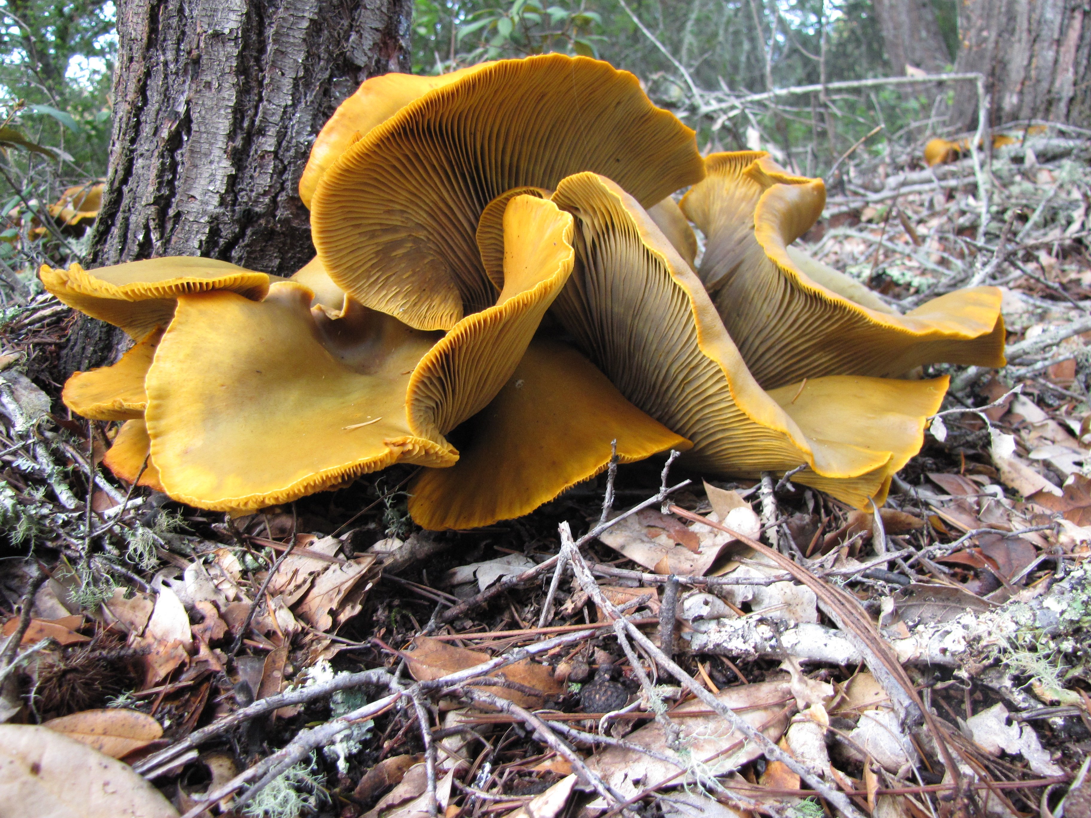 Omphalotus japonica