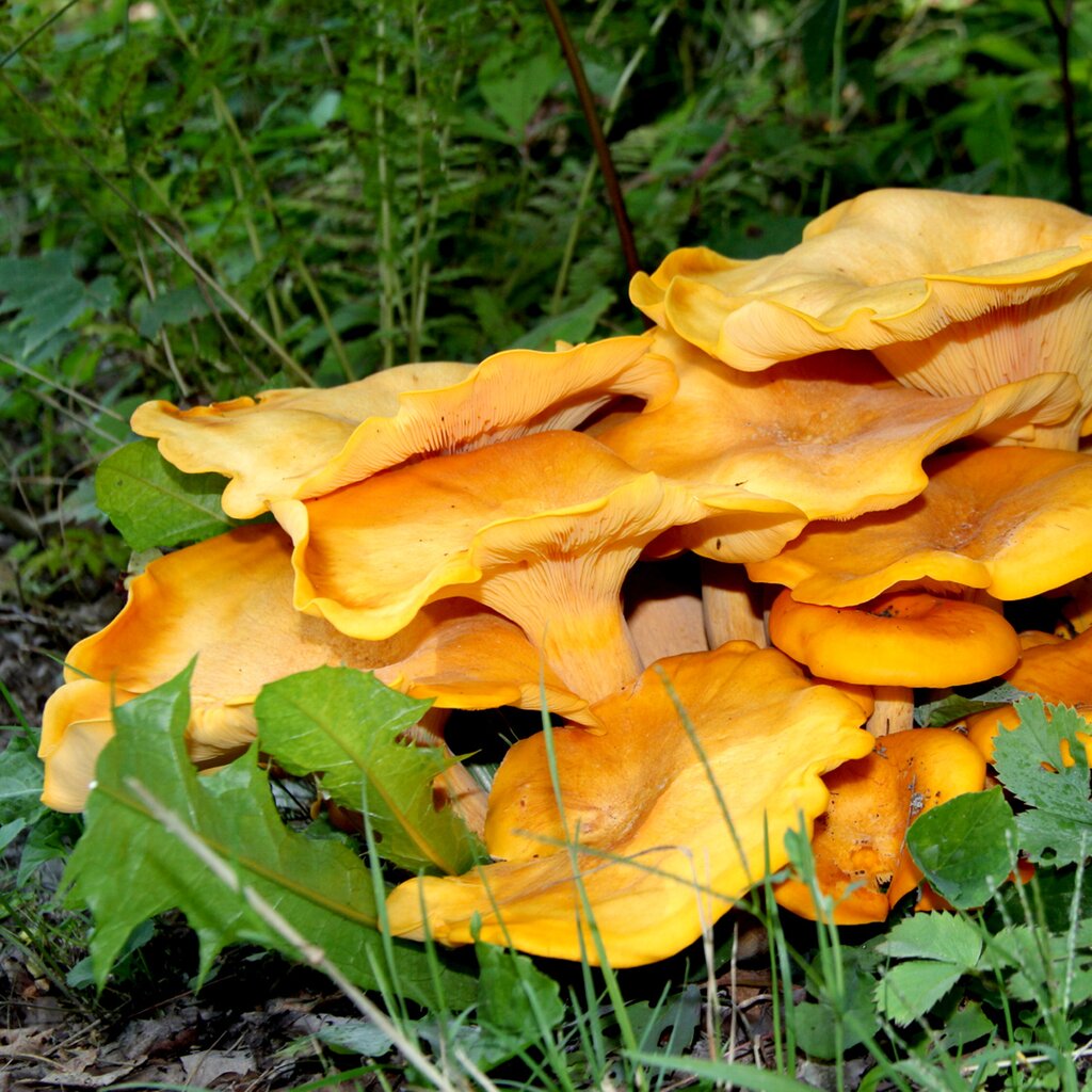 Omphalotus Olearius гриб