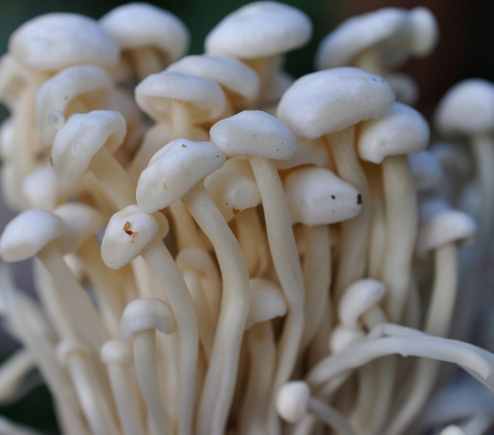 Тайские грибы Эноки