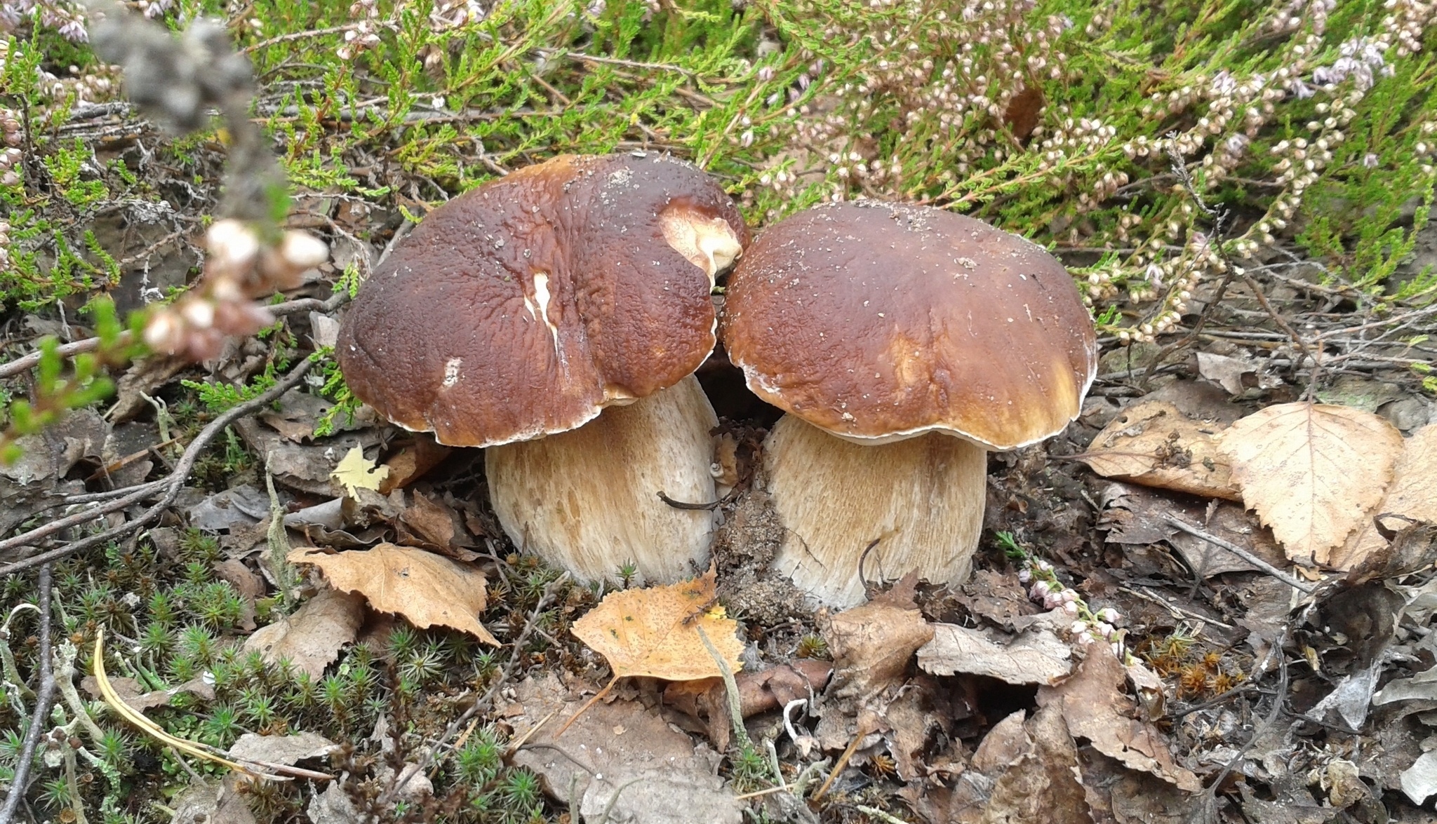 Весной есть грибы. Боровик пластинчатый гриб. Боровик гриб старый. Белые грибы в лесу. Грибной лес.