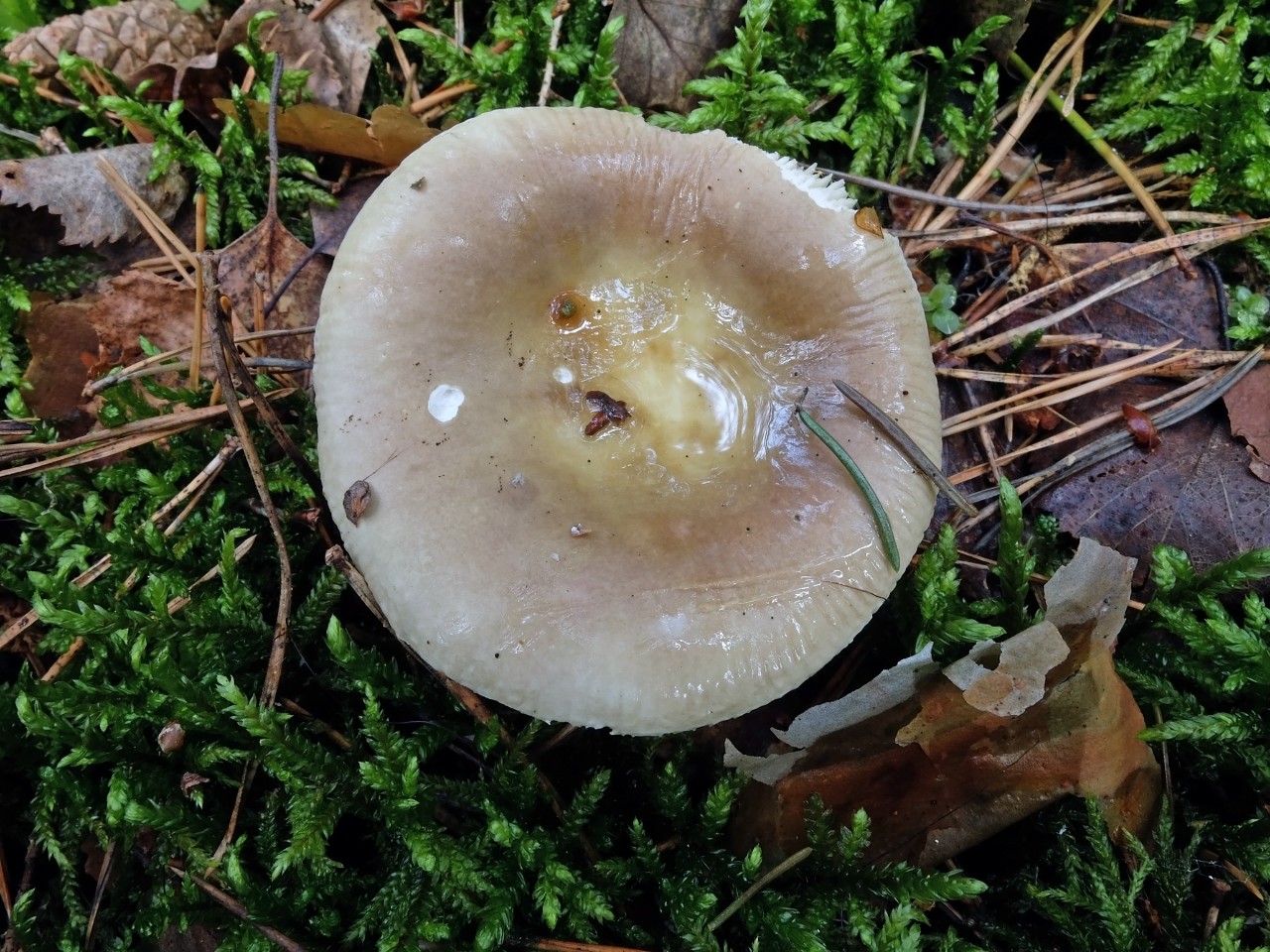 Russula SPP грибы Беларуси