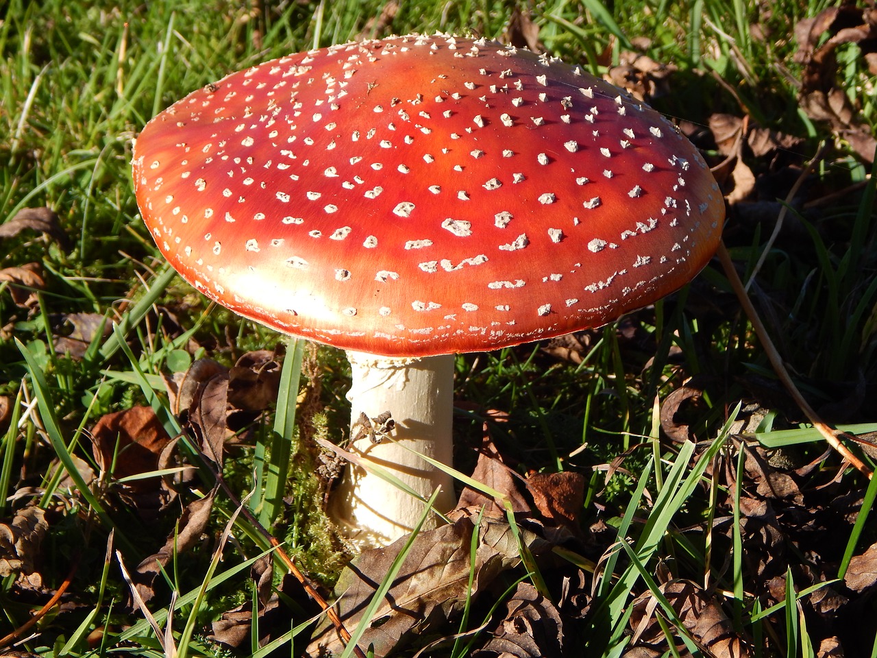Amanita muscaria священный гриб