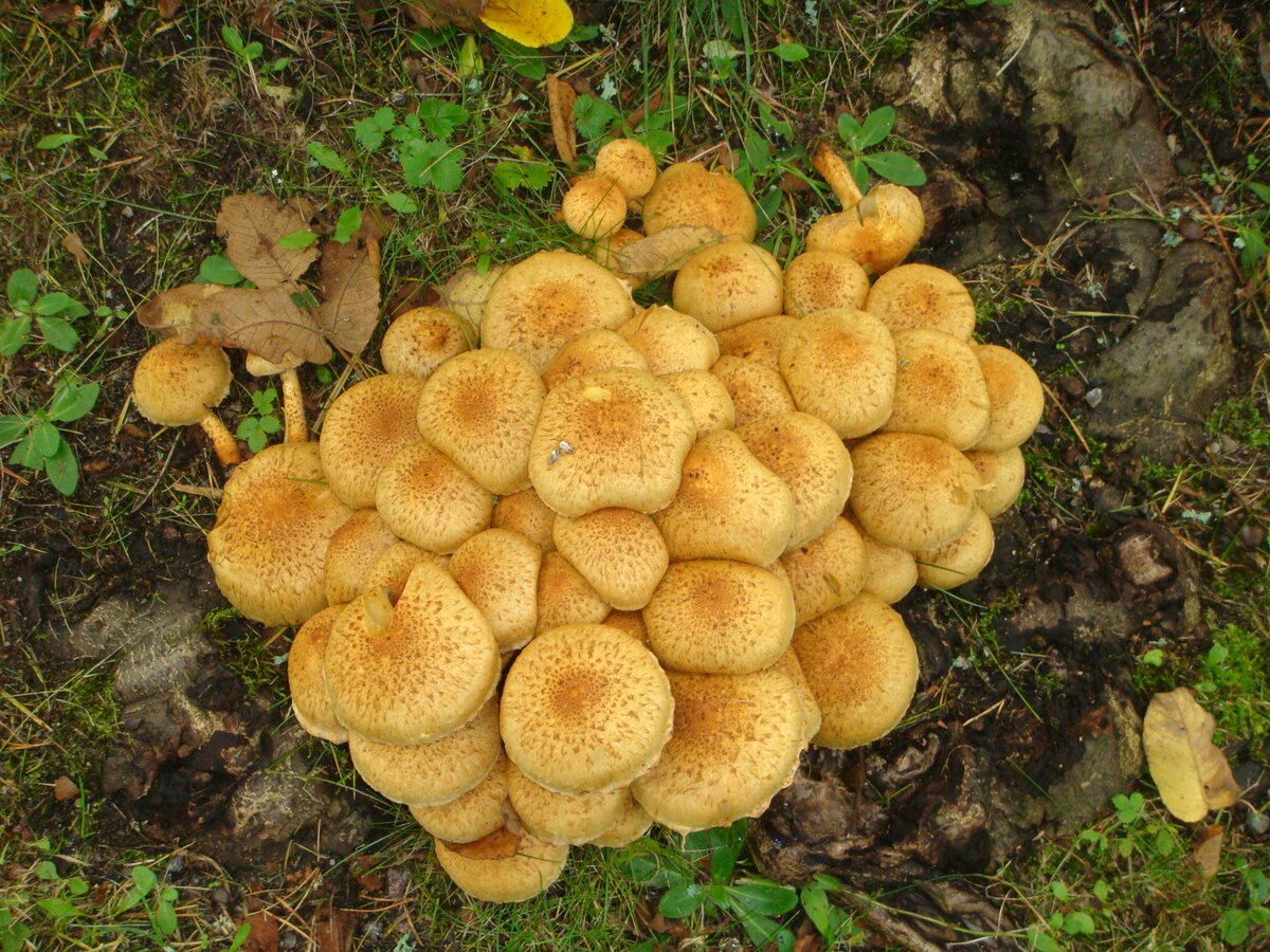 Опята съедобные желтые грибы похожие