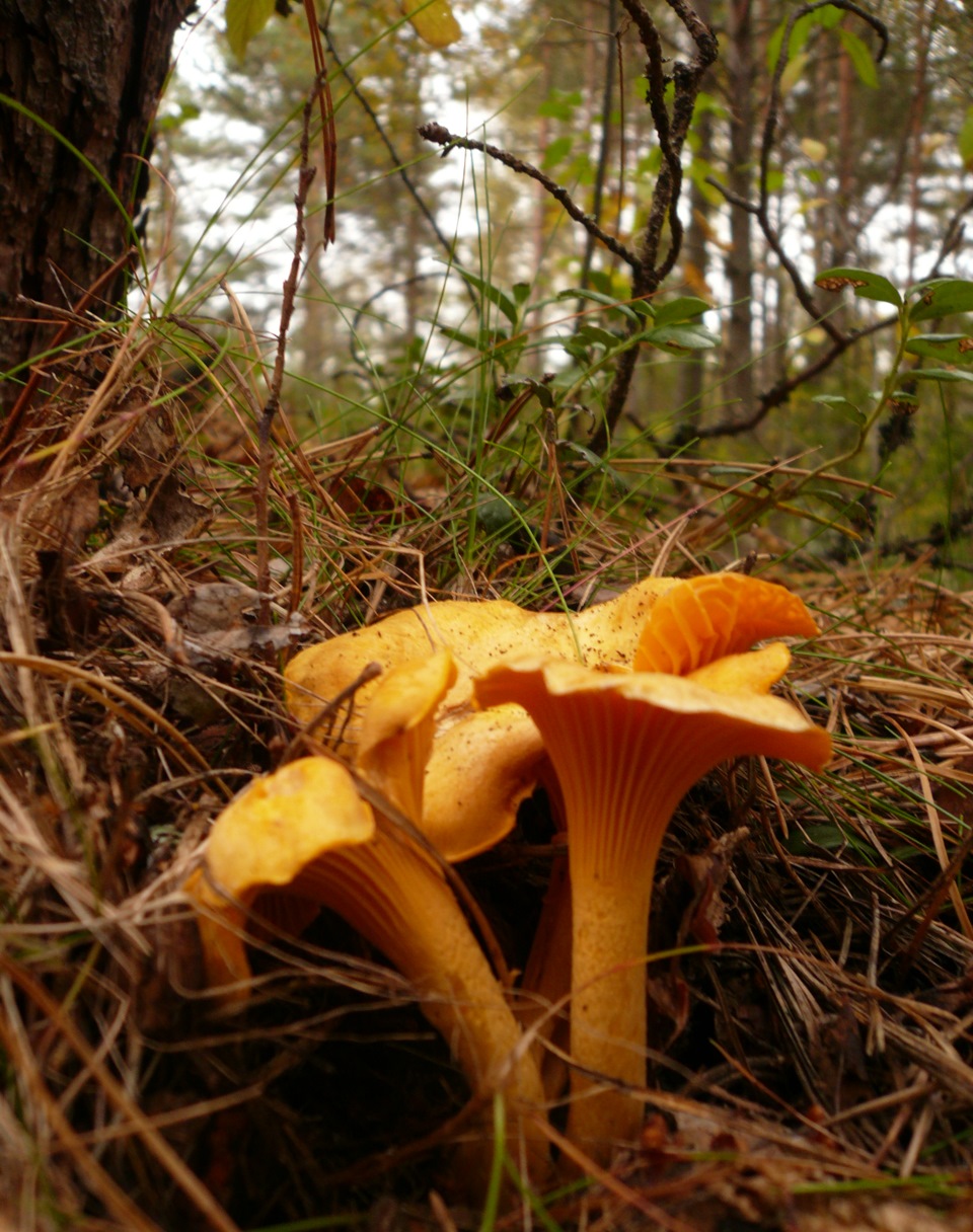 Лисичка обыкновенная гриб