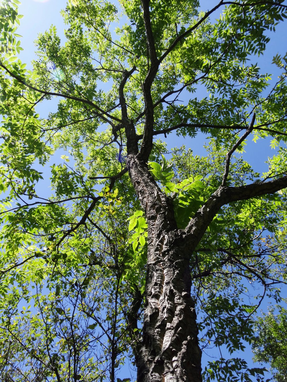 Дерево ильмак в Приморье