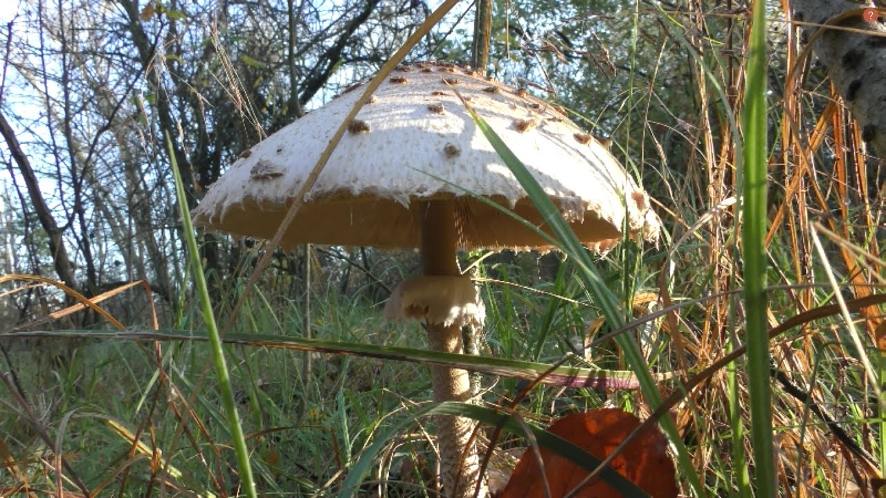 Вкусные ли грибы зонт обыкновенный