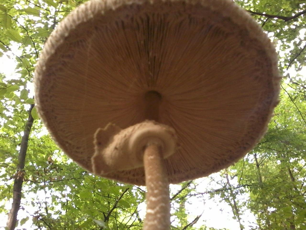 Самый большой гриб зонтик