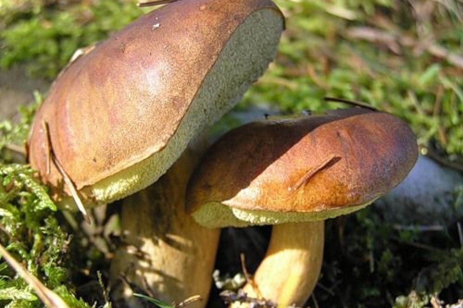 Ядовитые грибы Оренбургской области