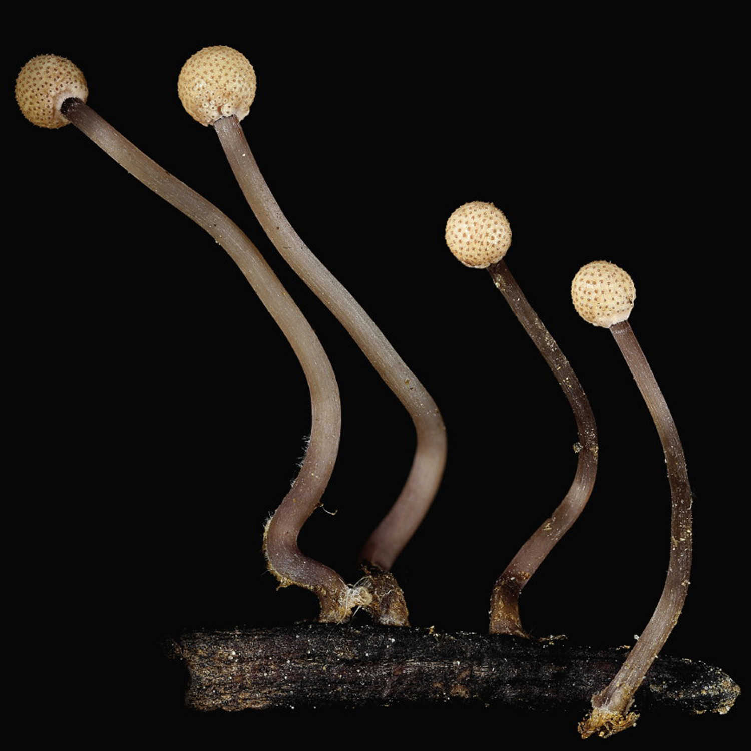 Спорынья группа грибов
