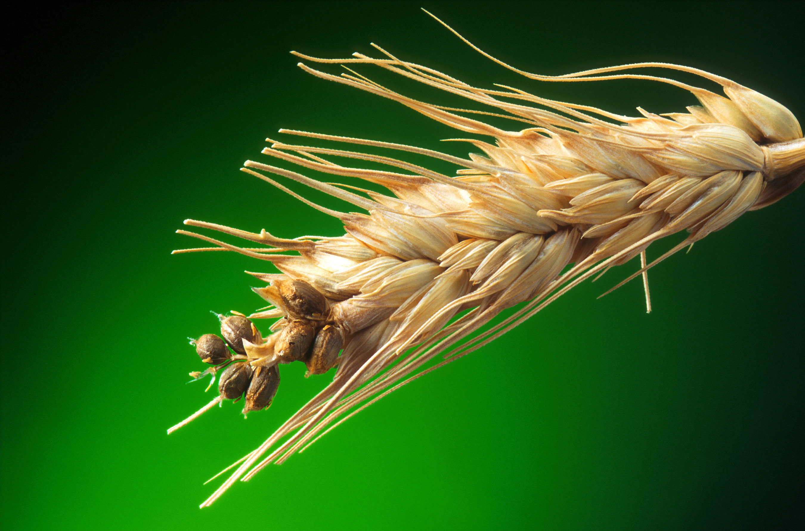 Tilletia controversa пшеница