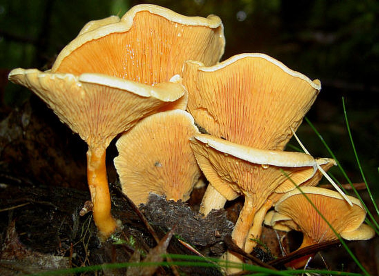 Ядовитый гриб похожий на лисичку