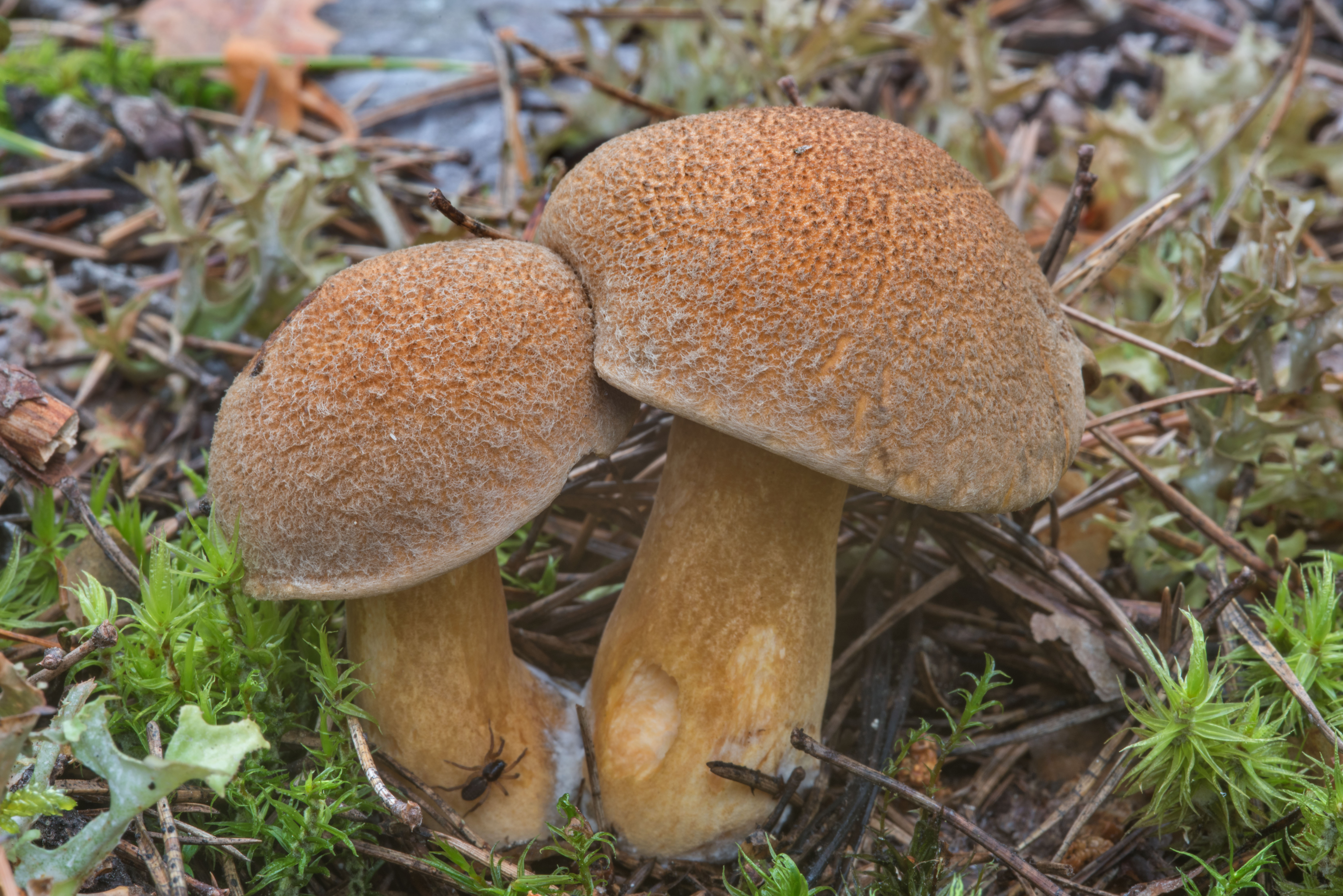 Боровые маслята моховики грибы