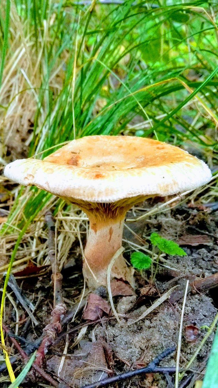 фотографии съедобных грибов
