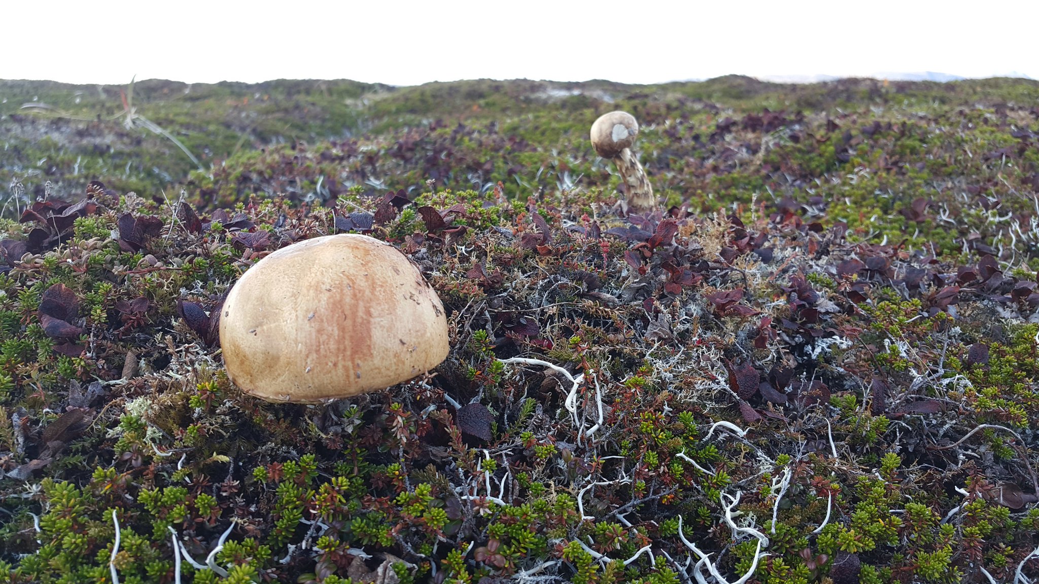 Белые грибы на Командорских островах
