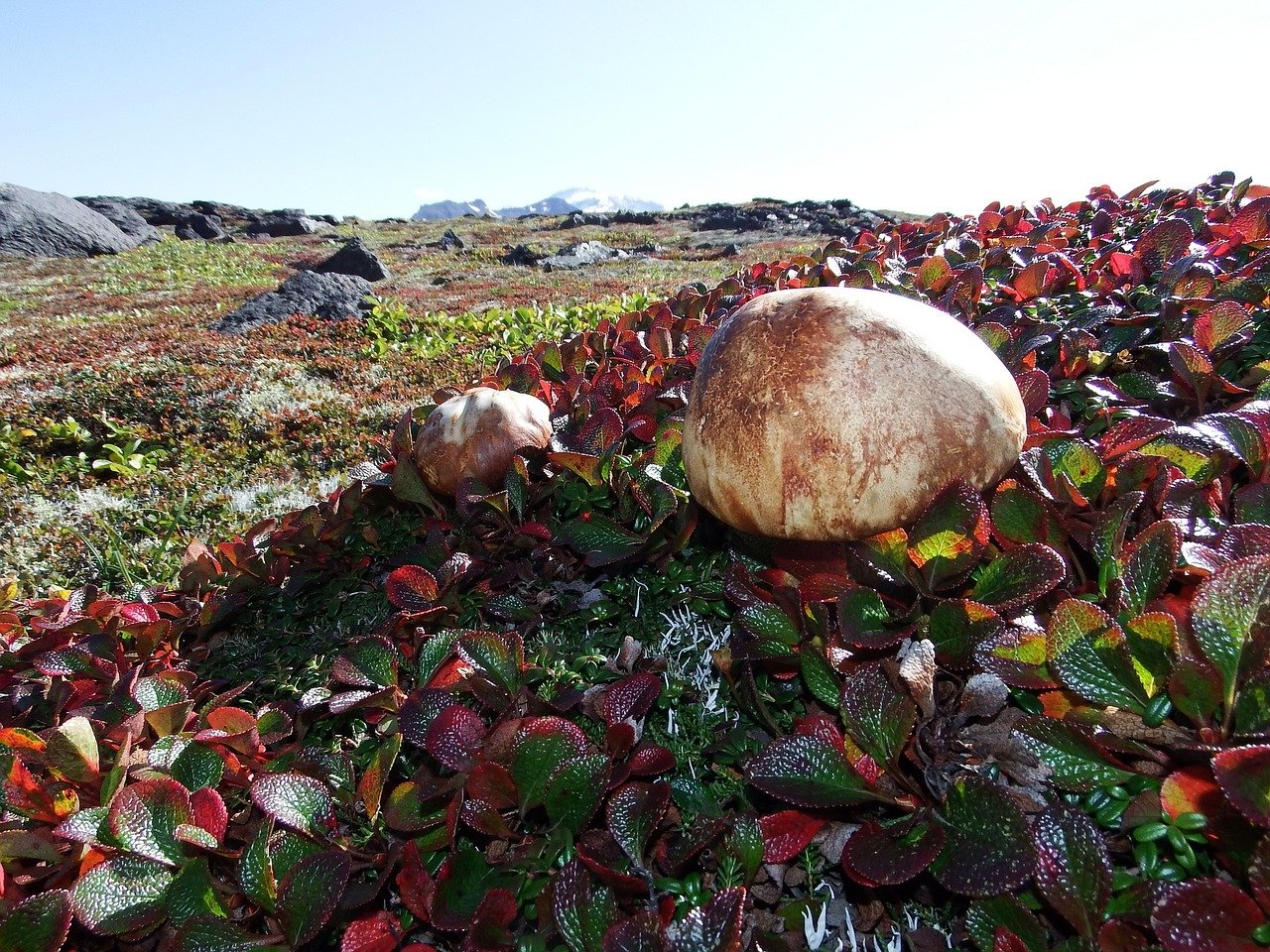 Кольский полуостров грибы ягоды тундра