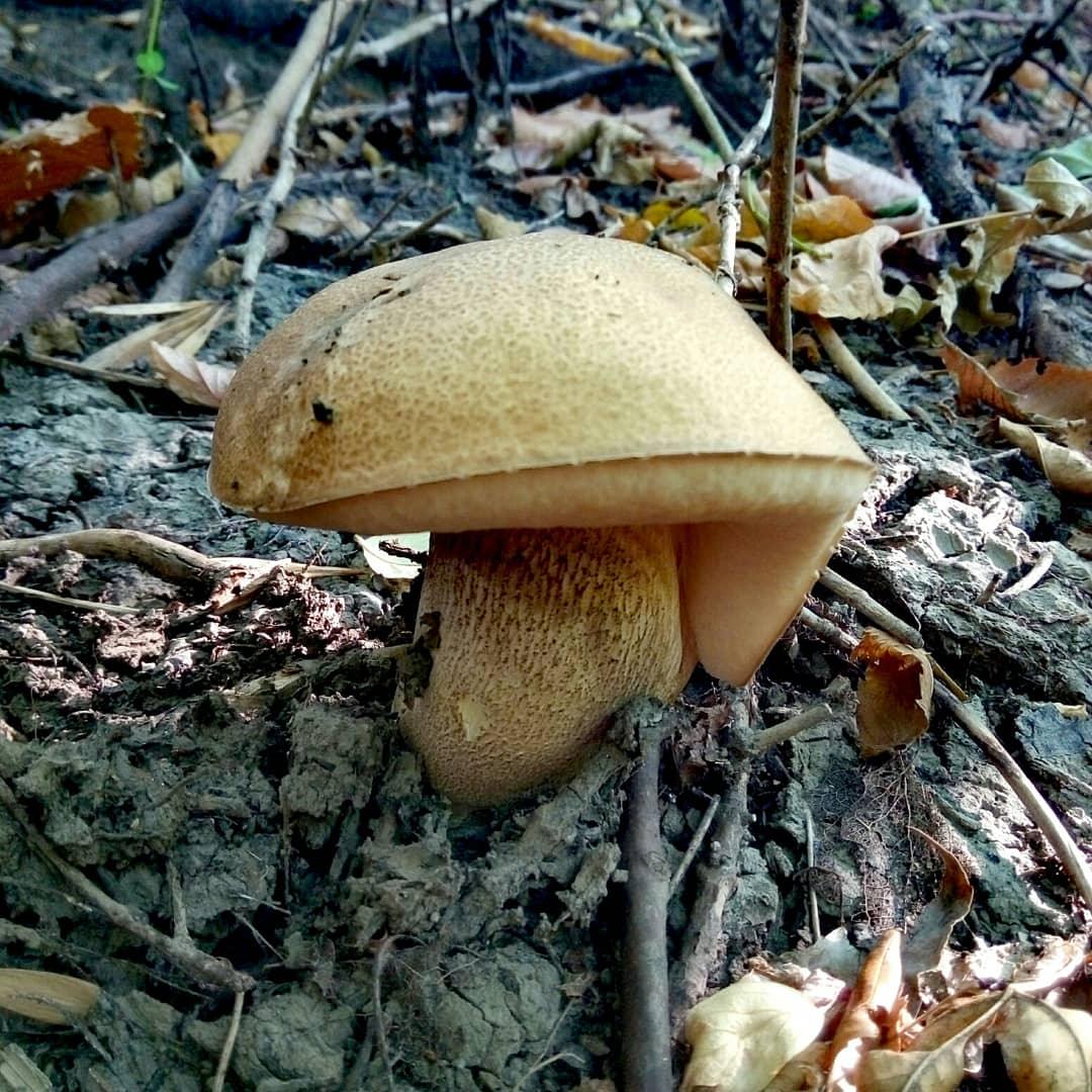 Осенние грибы средней полосы России