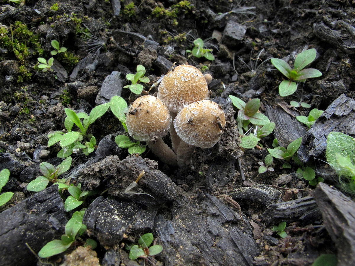 Майские грибы в Подмосковье
