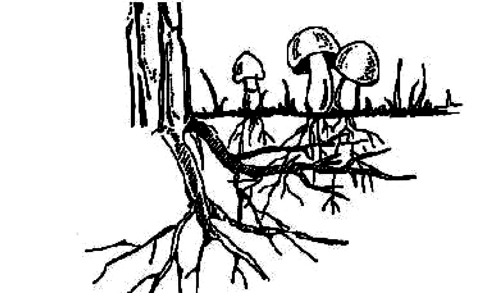 Корневой гриб. Микориза с грибами-симбионтами. Грибная микориза. Микориза и мицелий. Микориза на корнях.