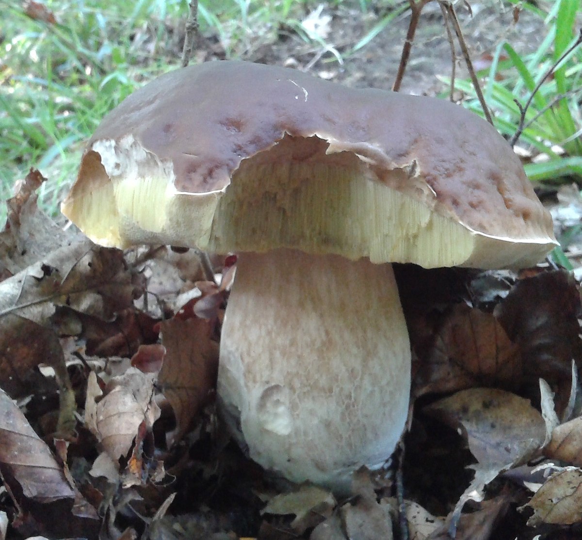 Белый гриб болет коричневый