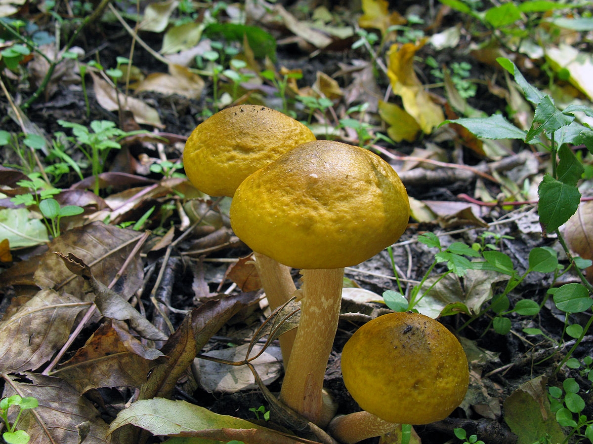 Осенний гриб желтого цвета