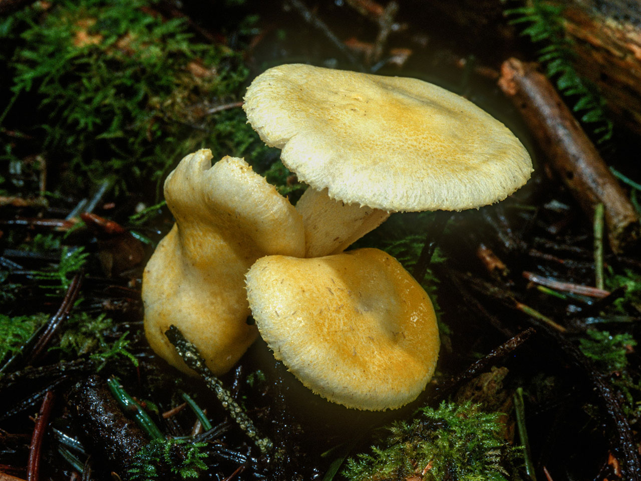 Гигрофор золотистый гриб