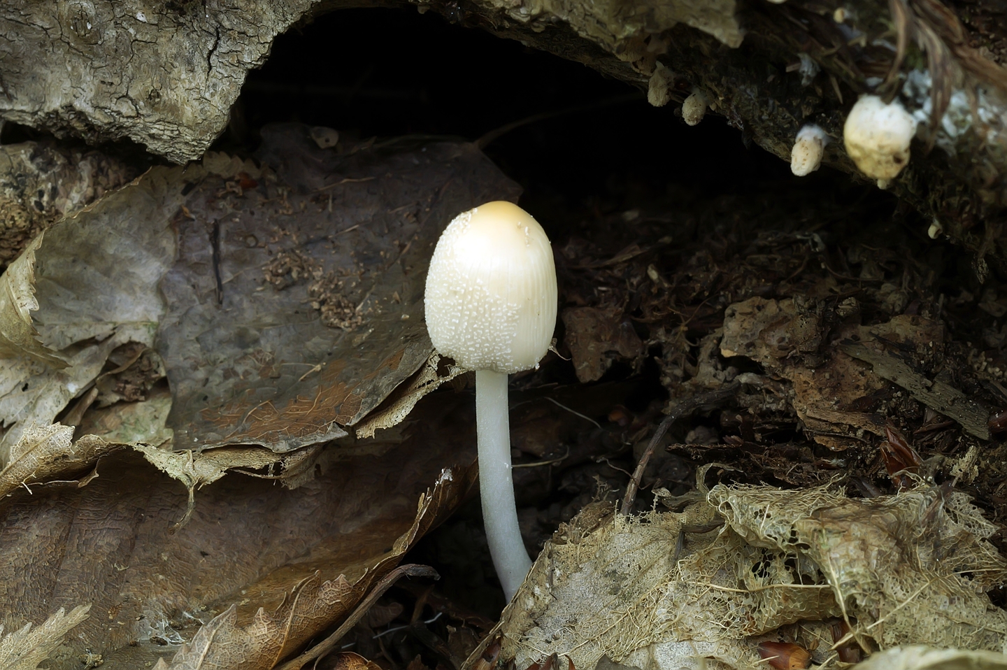Грибы растущие в краснодарском крае. Весенние грибы Кубани. Весенние грибы съедобные Краснодарский край. Редкие весенние грибы. Съедобные грибы Краснодарского края.