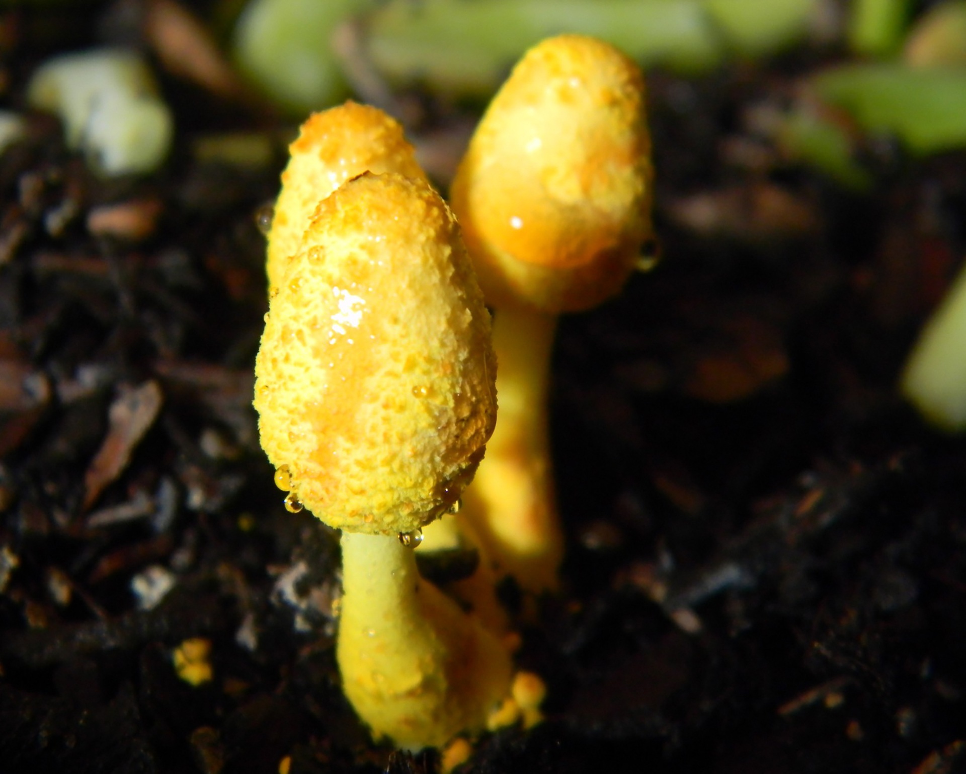 Желтый гриб на огороде