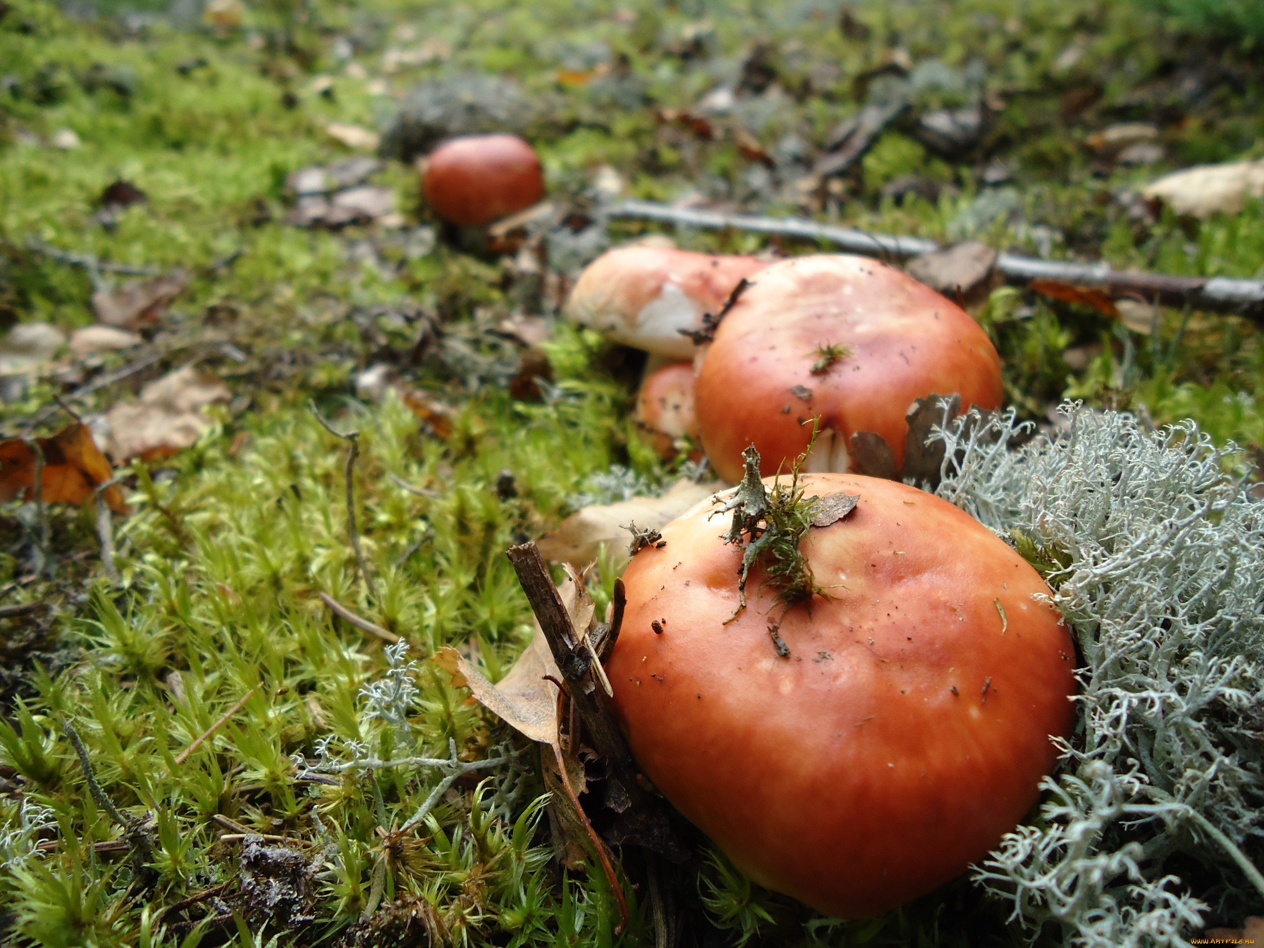 Съедобные грибы в Саратовской области
