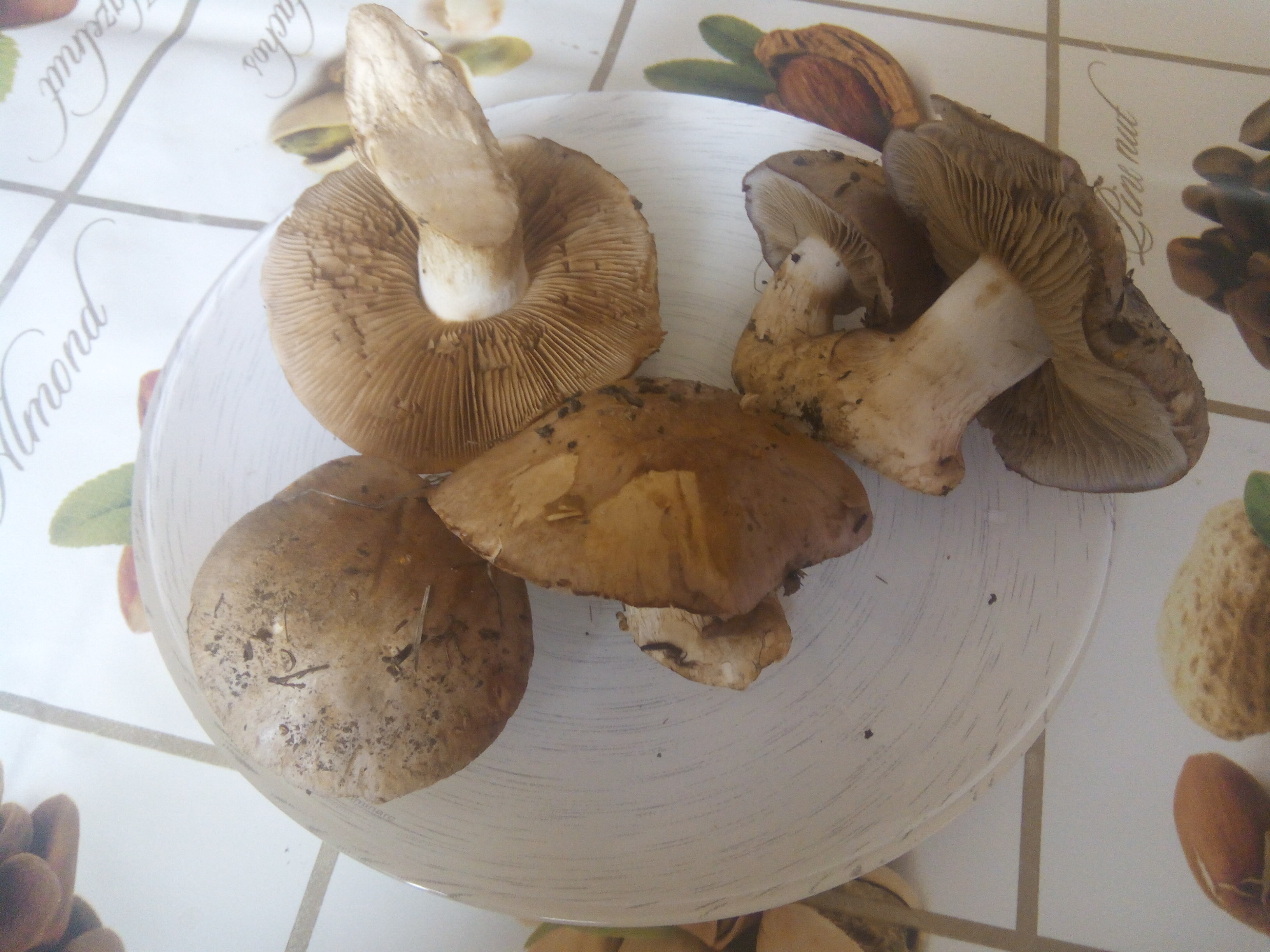Съедобные грибы в Саратовской области