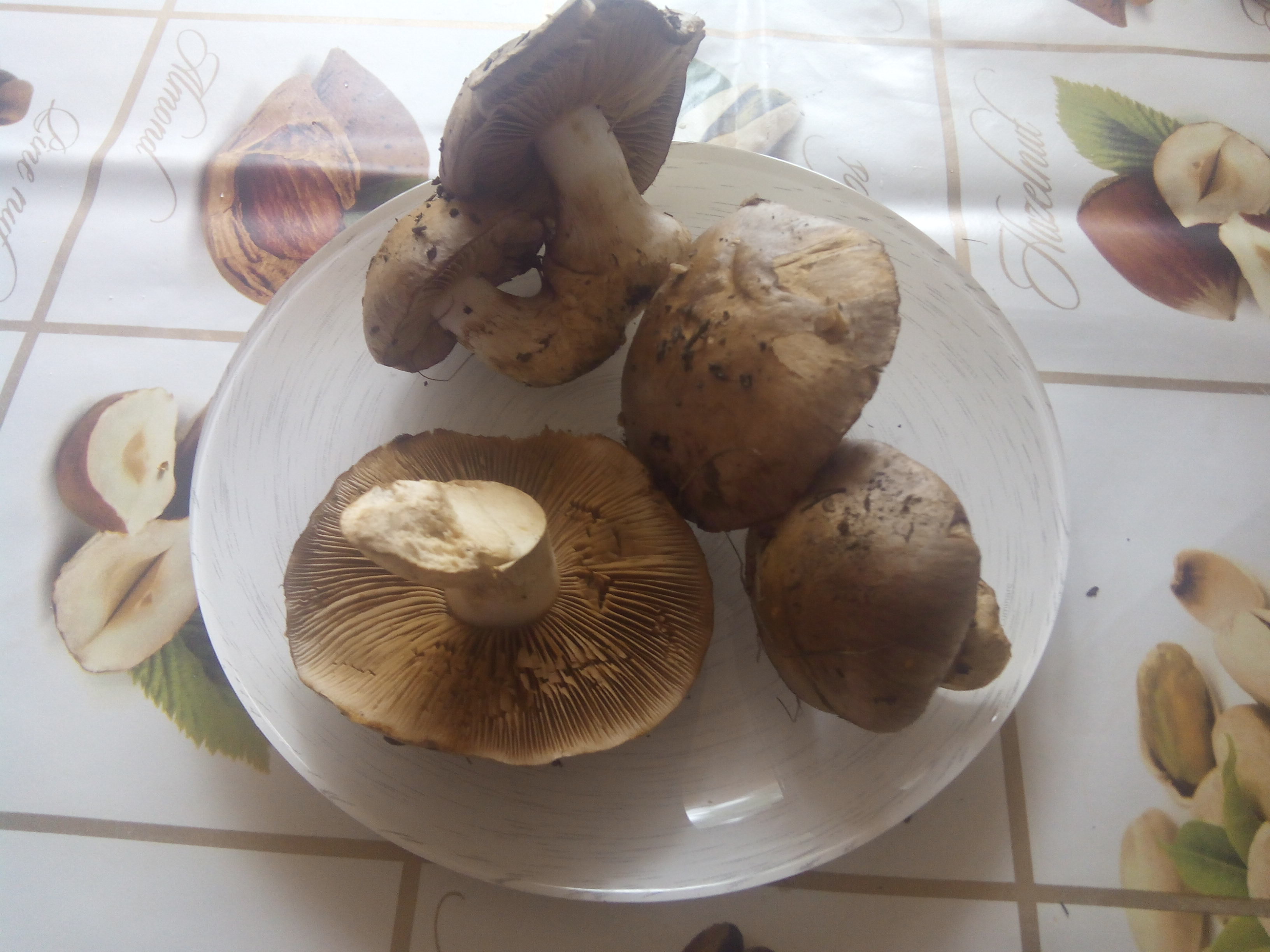 Съедобные грибы Саратова