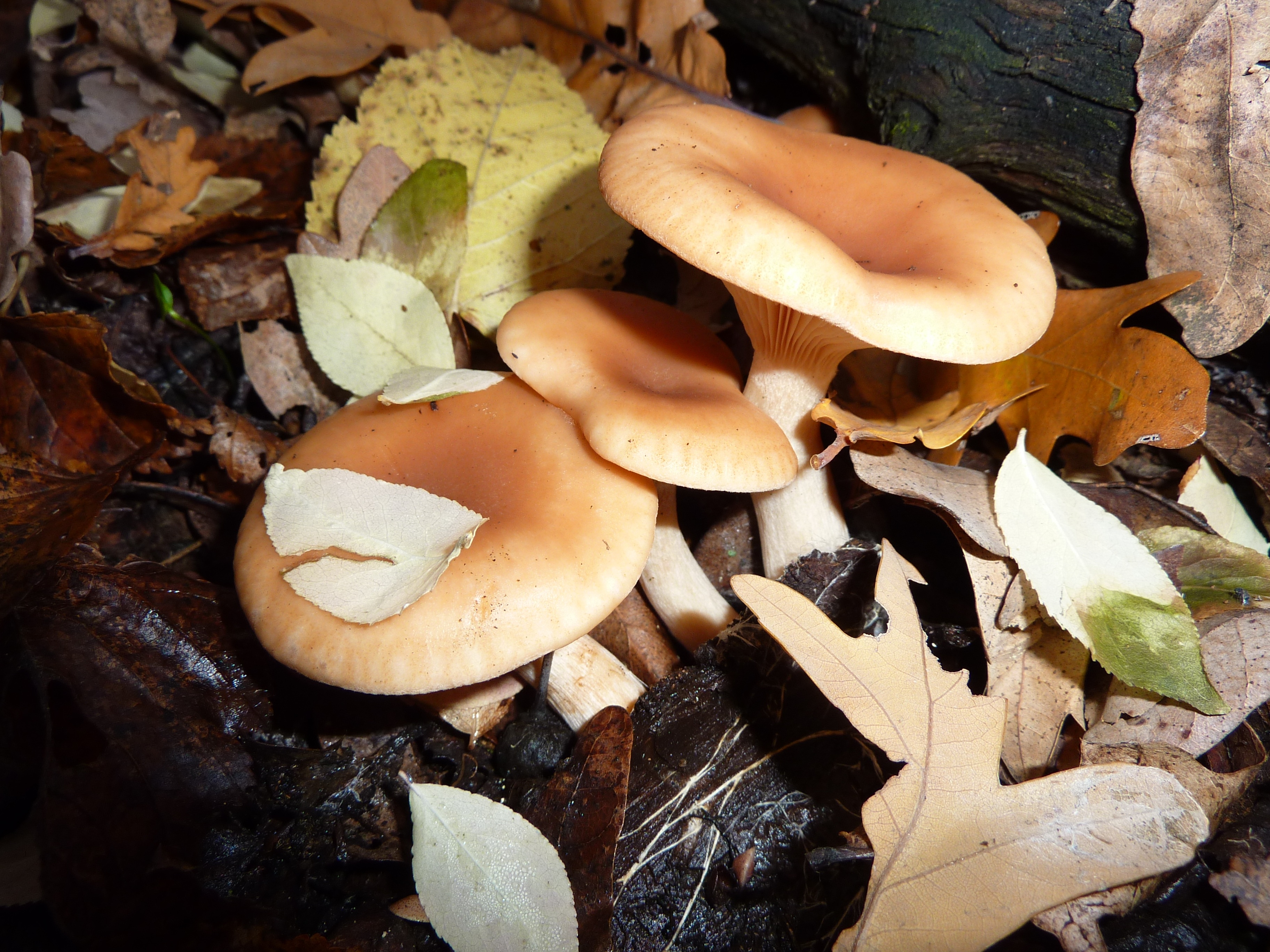 Рена грибов. Грибы перепончатые съедобные. Осенние грибы Подмосковья съедобные. Гриб коралловый шитаки. Агашки грибы.