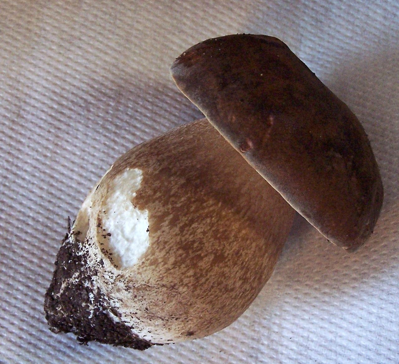 Камни в виде грибов