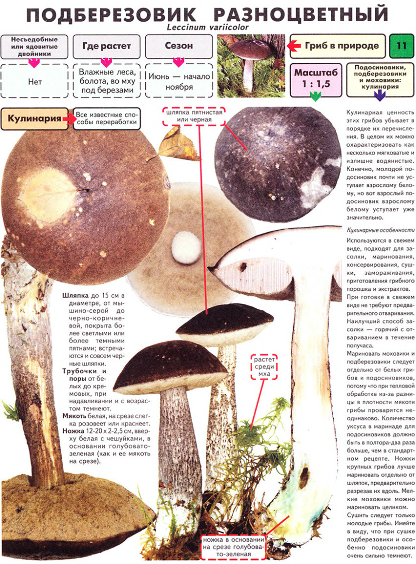Подберезовик гриб съедобный и ложный