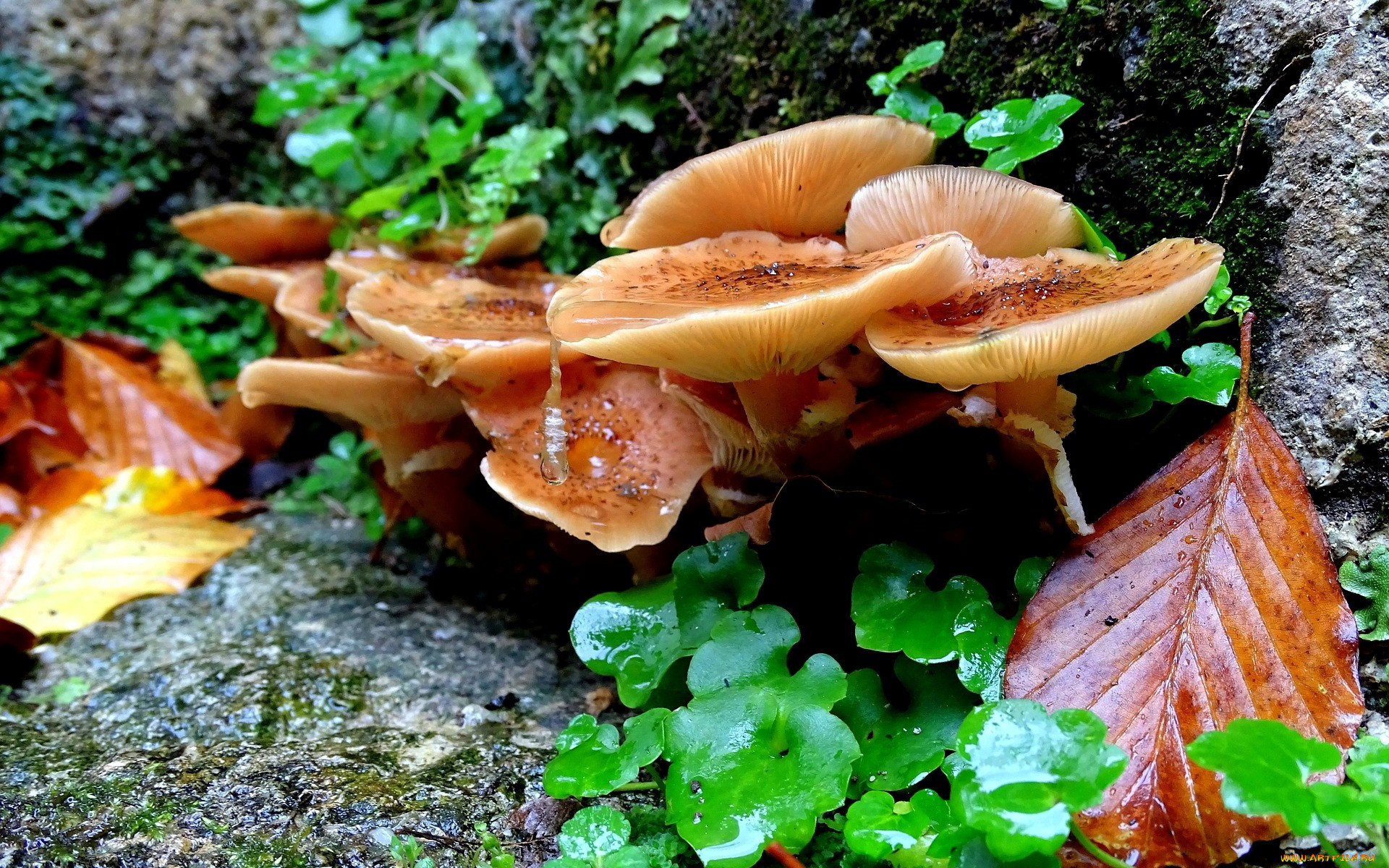 Оранжевые осенние грибы