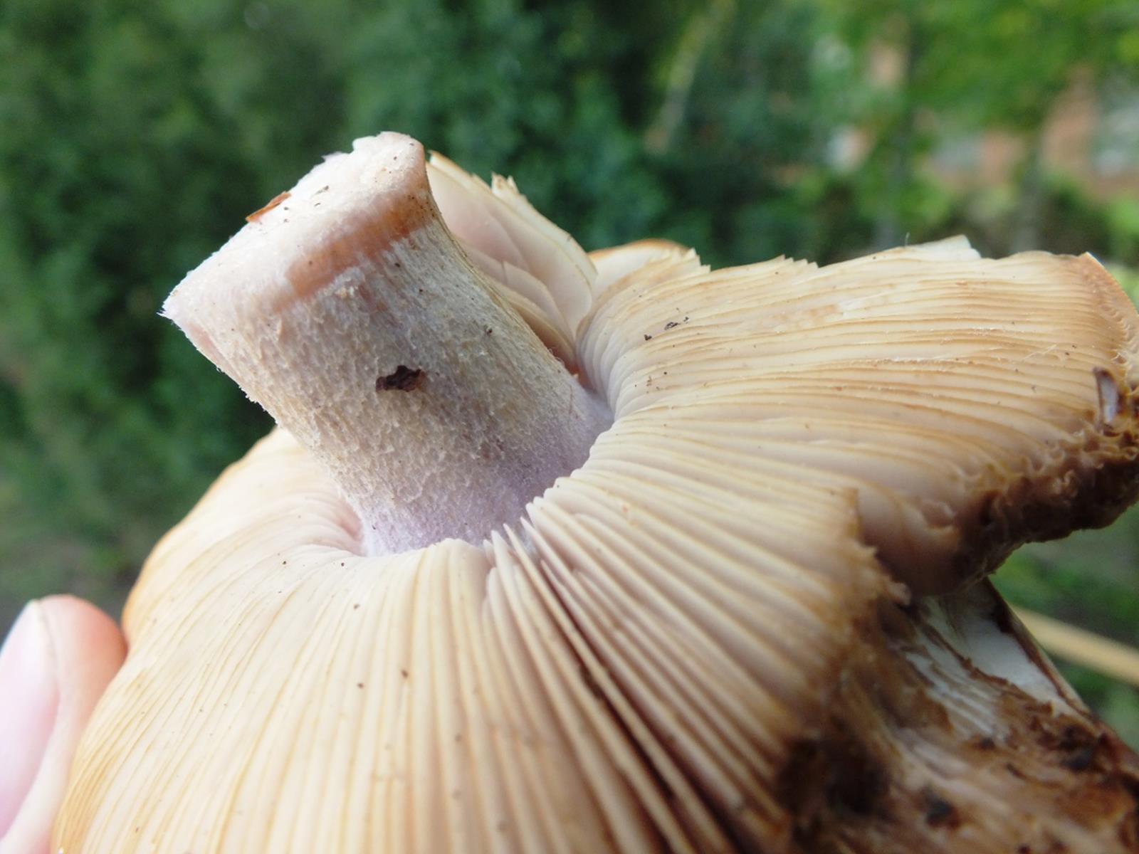 Корневой гриб. Синий корень гриб в Ставрополье. Гриб похожий на корень. Корень шампиньон. Синяя ножка гриб.