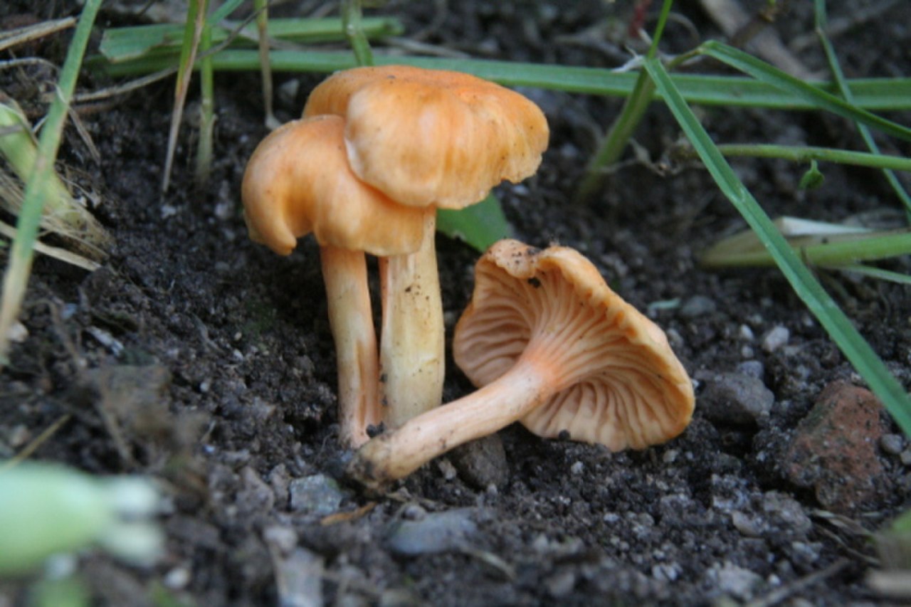 Лисичка бархатистая гриб