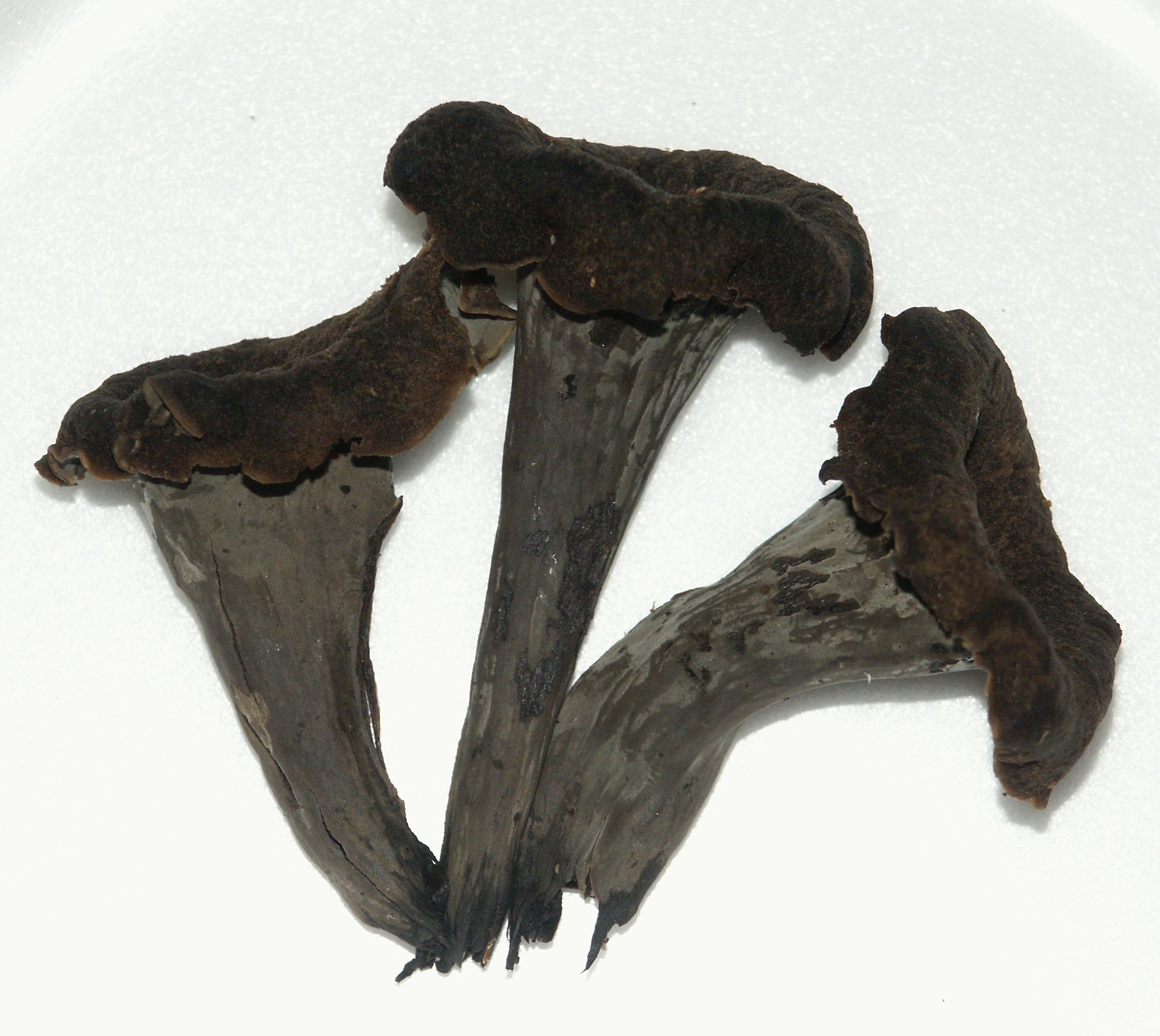 Кратереллус воронковидный