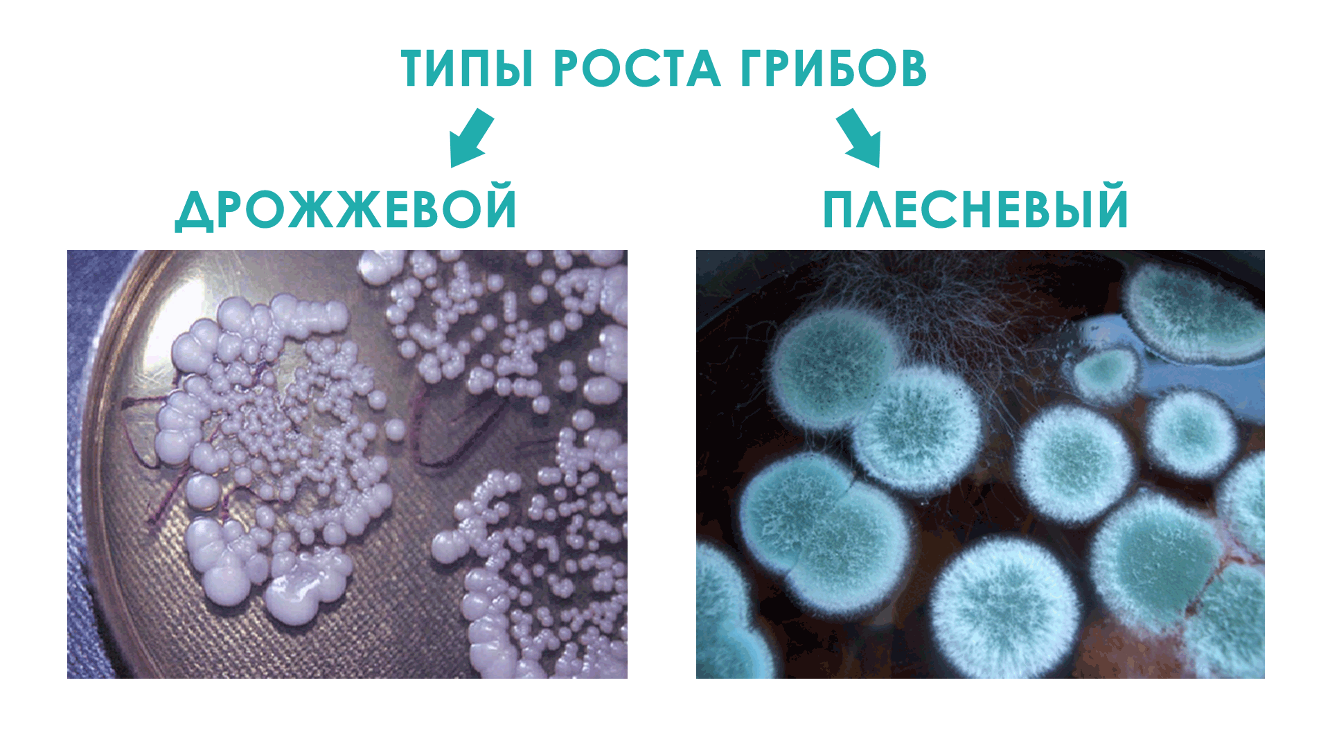 Почему некоторые одноклеточные грибы называют патогенными. Грибок кандида плесневые грибы. Плесневые и дрожжевые грибы. Плесневелые грибы микробиология. Грибы дрожжи плесневые грибы.