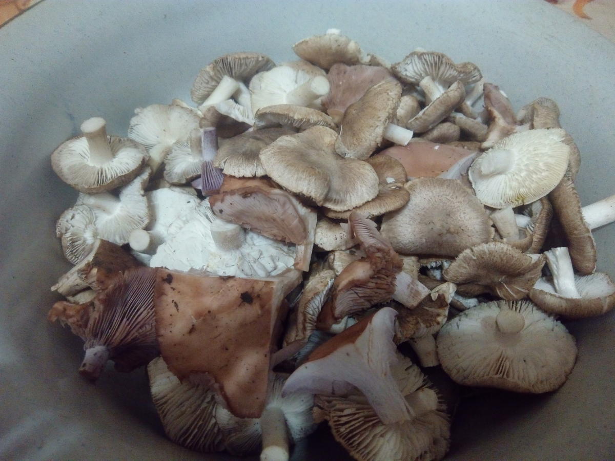 Крымские степные грибы мышата