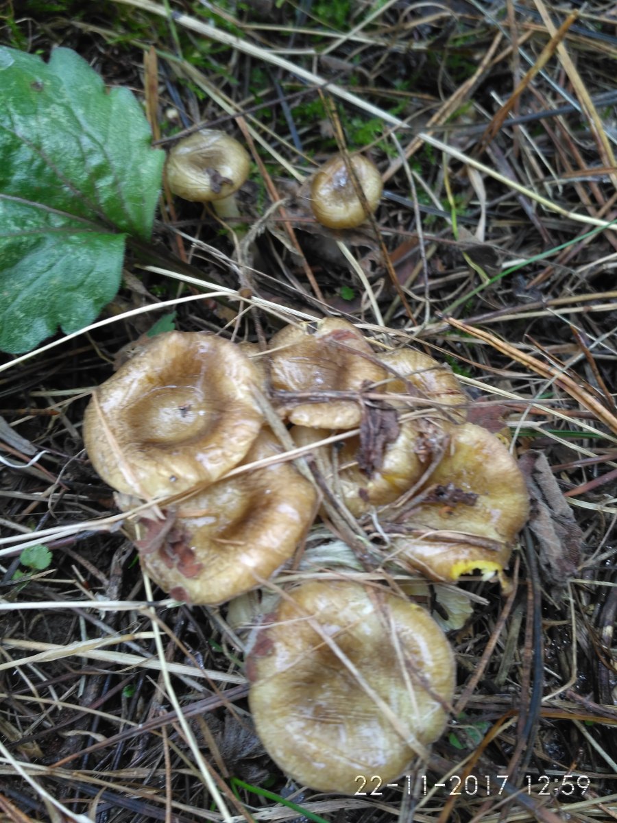 Крымские грибы мышата