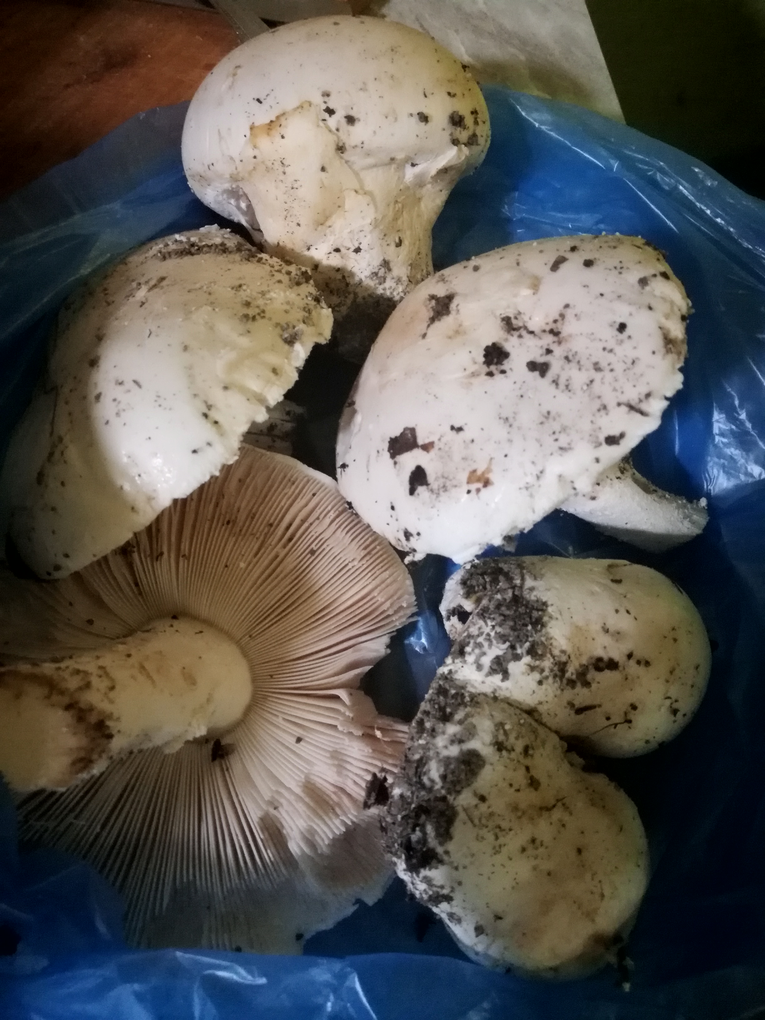 Мышата грибы в Крыму