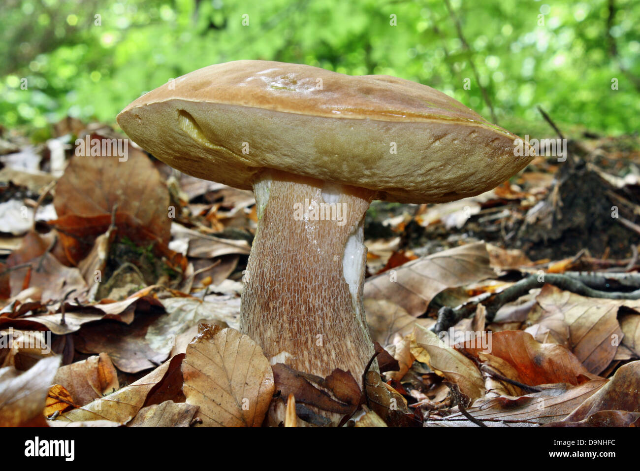 фото съедобных грибов омской области
