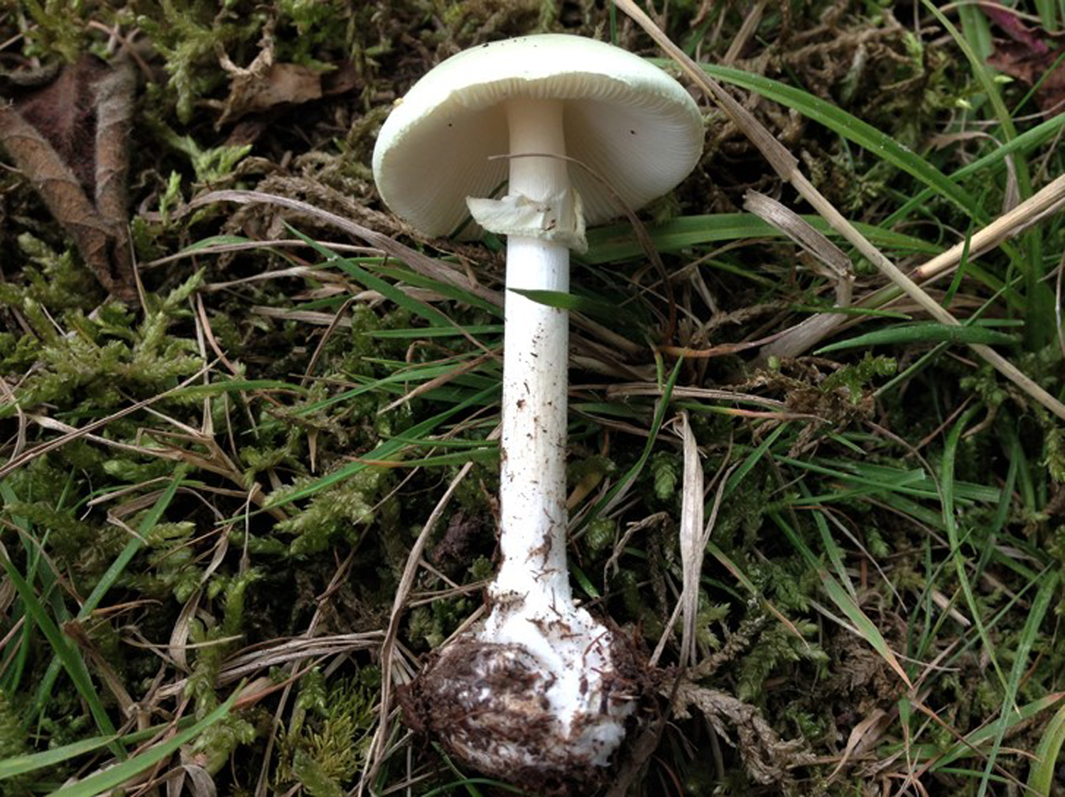 Ядовитые грибы на среднем Урале