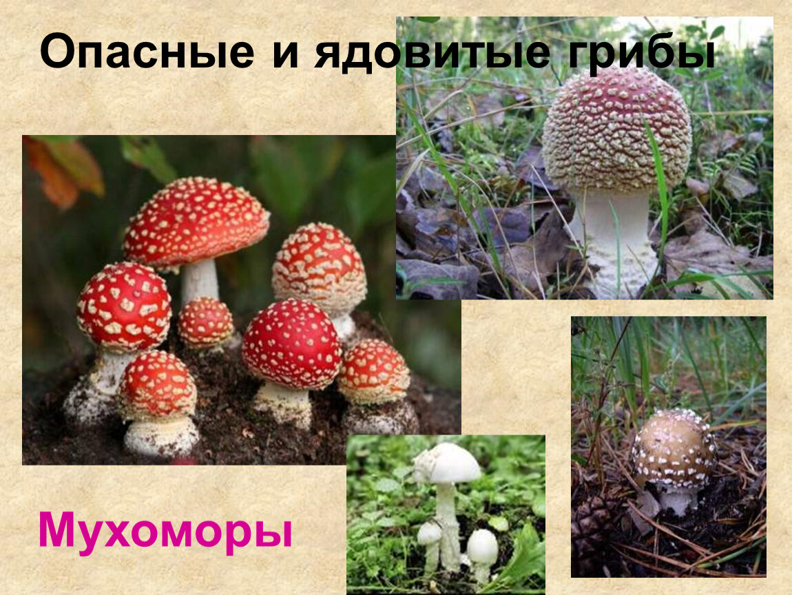 Ядовитые грибы и растения Коми