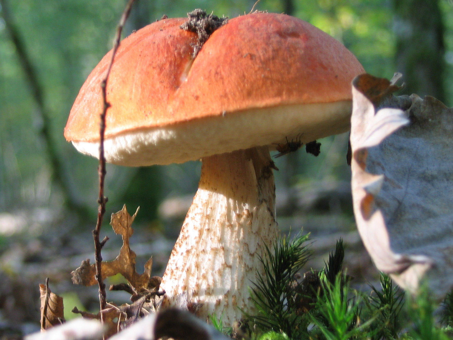 Съедобные грибы Омской области